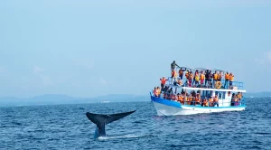 depositphotos_39143205-stock-photo-big-blue-whales-in-deep